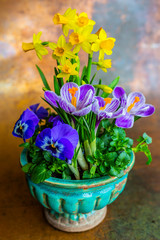 Easter decoration - First spring flowers in vintage pot.