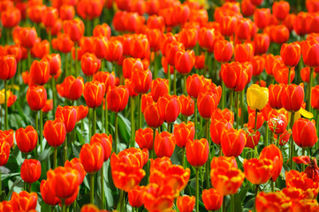 beautiful tulip flowers outdoor on field