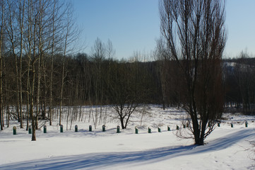 a lot of snow in the forest on a clear day, Moscow
