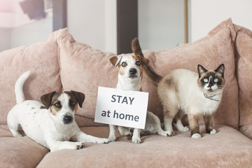 Cute dog and cat at home with blank card