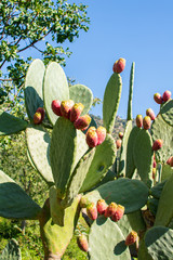Prickly pear (Opuntia) with fruits, Sicily, Italy