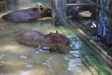 Kapibara at Khao Kheow Open Zoo, Chon Buri, Thailand