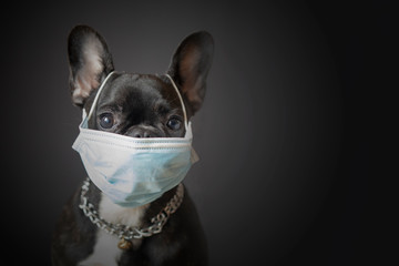 black french bulldog in medical mask