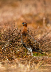 Portrait of a Red Grouse male in April, the start of the breeding season.  Facing left with bright red eye combs and white feathery legs.  Vertical, space for copy.