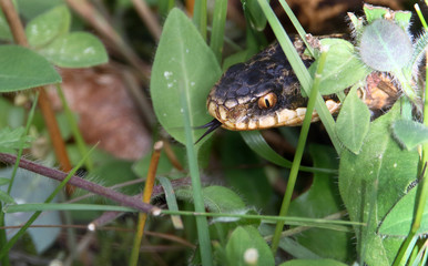 Head shot of a Common Adder, Vipera berus, hunting looking for food in the undergrowth, grass with tongue flicking out. UK