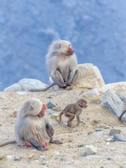 Obraz premium A family of Baboons sitting on a Rock on the top of Al Taif Mountains, KSA, Saudi Arabia.