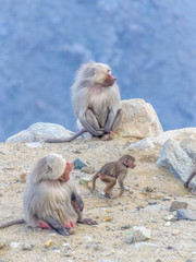 A family of Baboons sitting on a Rock on the top of Al Taif Mountains, KSA, Saudi Arabia.
