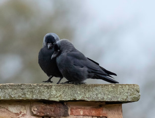 jackdaw couple