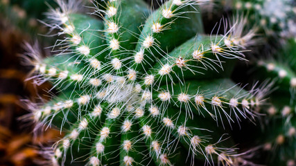 Closeup of Notocactus magnificus with white soft spines