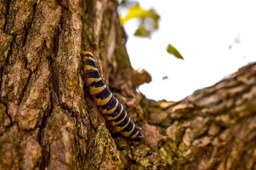 caterpillar on a tree