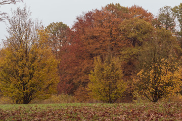 autumn trees in the park