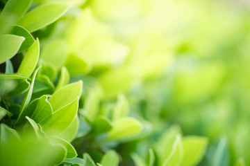 Amazing nature view of green leaf on blurred greenery background in garden and sunlight with copy space using as background natural green plants landscape, ecology, fresh wallpaper concept.
