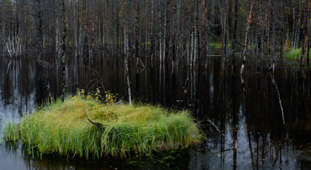 Dark swamp with green tussock