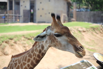 Giraffe at Khao Kheow Open Zoo, Chon Buri, Thailand