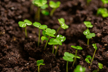 sprouts of young greenery in the ground, in early spring