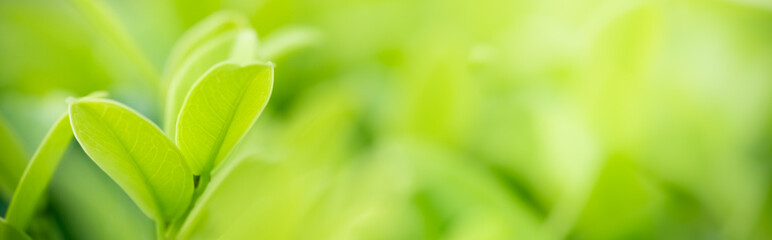 Amazing nature view of green leaf on blurred greenery background in garden and sunlight with copy space using as background natural green plants landscape, ecology, fresh wallpaper concept.
