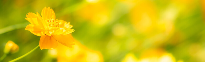 Amazing nature view of yellow leaf on blurred greenery background in garden and sunlight with copy space using as background natural green plants landscape, ecology, fresh wallpaper concept.