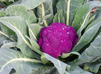 freshly growing purple cauliflower 