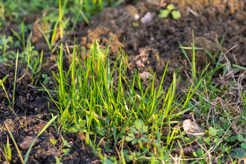 Naklejka na ściany i meble Close-up of first sprouts of lawn green grass in the garden in early spring