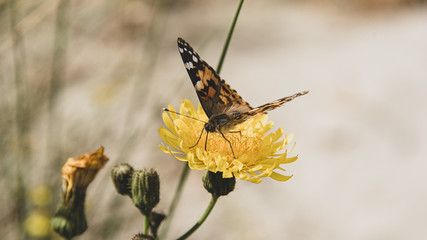 Ein Schmetterling steht auf einer Blüte im Frühling