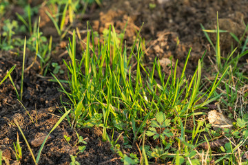 Close-up of first sprouts of lawn green grass in the garden in early spring