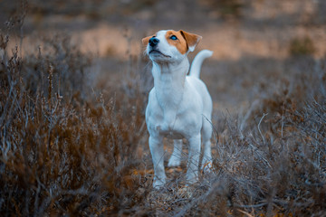 Jack Russel im stolzen Stand