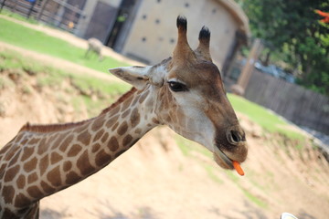 Giraffe at Khao Kheow Open Zoo, Chon Buri, Thailand