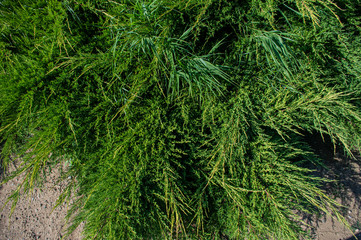 green grass in the forest