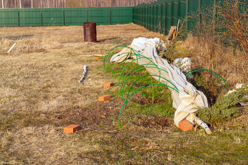 Roses covered with cover material in the spring garden and green iron fence