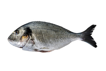 Sea bream on white background