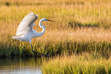 A white egret sticks a landing in the morning light in a New Jersey marsh