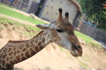 Giraffe at Khao Kheow Open Zoo, Chon Buri, Thailand