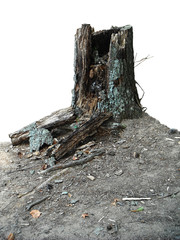 Fototapeta premium various tree trunks and leaves