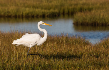 A great egret steps along a stream in the wetlands of New Jersey