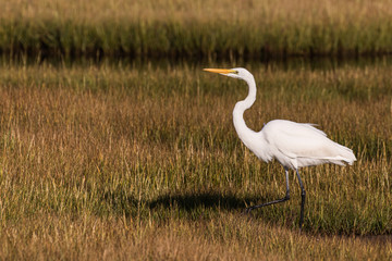 A great egret stepping lively in the marsh at the Jersey shore