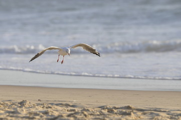 Gaviota aterrizando