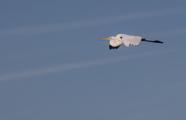 A great egret flying over marshland off the New Jersey coast