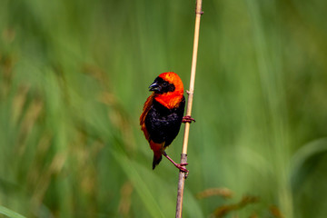 ladybird on a leaf