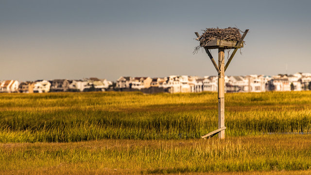 An empty osprey nest in front of a massive incursion of seashore development