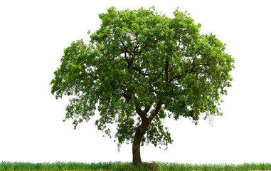 various tree trunks and leaves