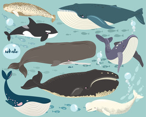 Marine Animal Whale Species Collection Set