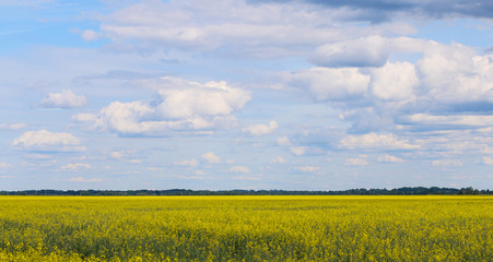 field of yellow flowers