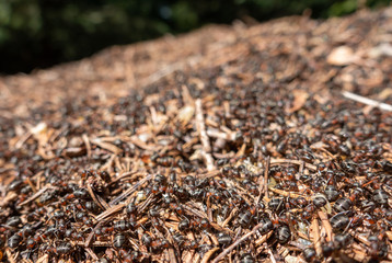 WALDAMEISEN . FORMICA . Wood ants
