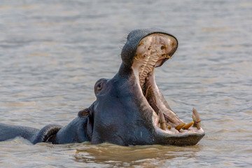 Fototapeta premium hippopotamus in water