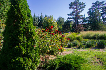 flowers in the woods