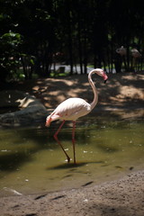 Flamingo at Khao Kheow Open Zoo, Chon Buri, Thailand
