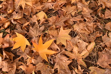 Fall leaves on the ground from Berlin Germany