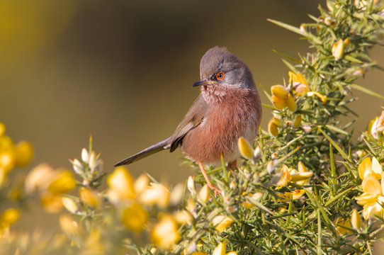 Dartford Warbler, Sylvia undata, Checking For Local Rivals On A Gorse Bush In Threat Pose With Raised Crest On Its Head. Taken at Holton Lee, UK