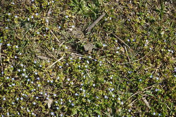 Kleine blaue Wildblumen im Sonnenlicht