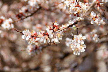 Sakura branch